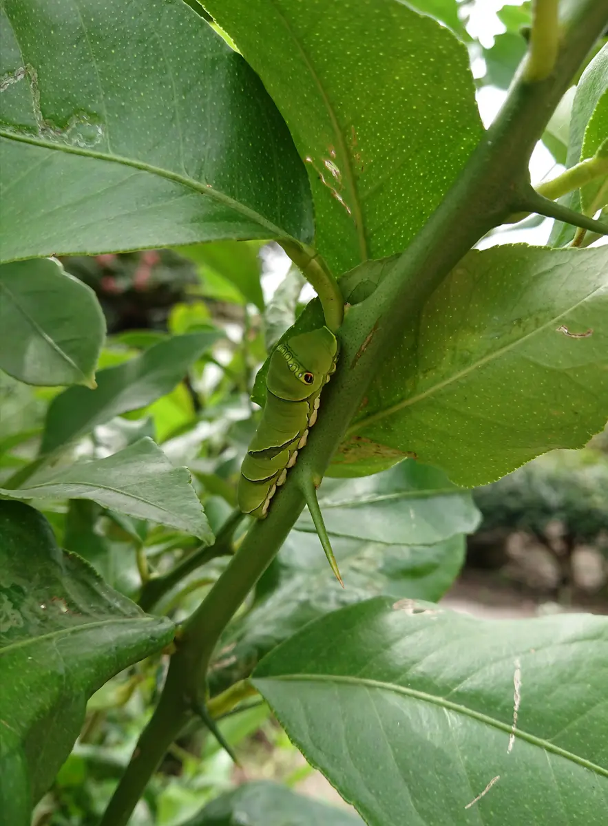 🍋全く生らないレモンの木と虫たち🐛｜園芸日記byさきっち