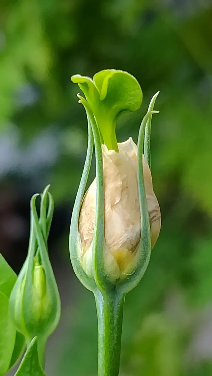 あお様専用トルコキキョウ トルコギキョウ苗 【楽天市場】トルコ