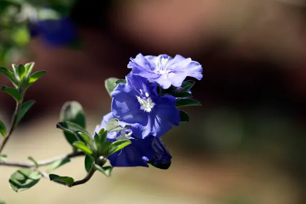 アメリカンブルー様 アメリカンブルーの育て方や栽培のコツ｜株式会社ハイポネックスジャパン