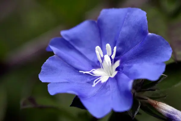 アメリカンブルー｜園芸日記byぼなみ｜みんなの趣味の園芸｜8649