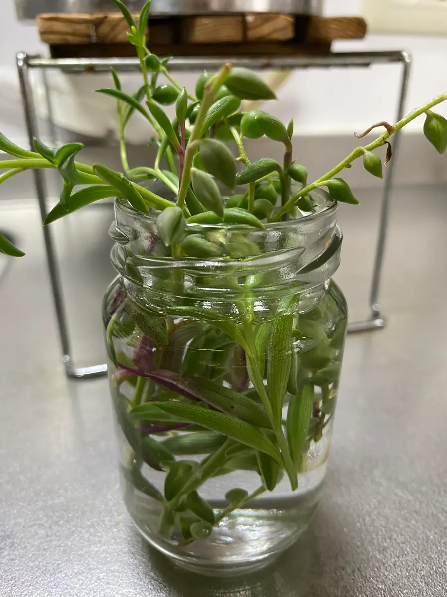 ネックレス系多肉植物の水栽培挑戦・其の一|園芸日記byあじ駒 ネックレス系多肉植物の水栽培挑戦・其の一|園芸日記byあじ駒