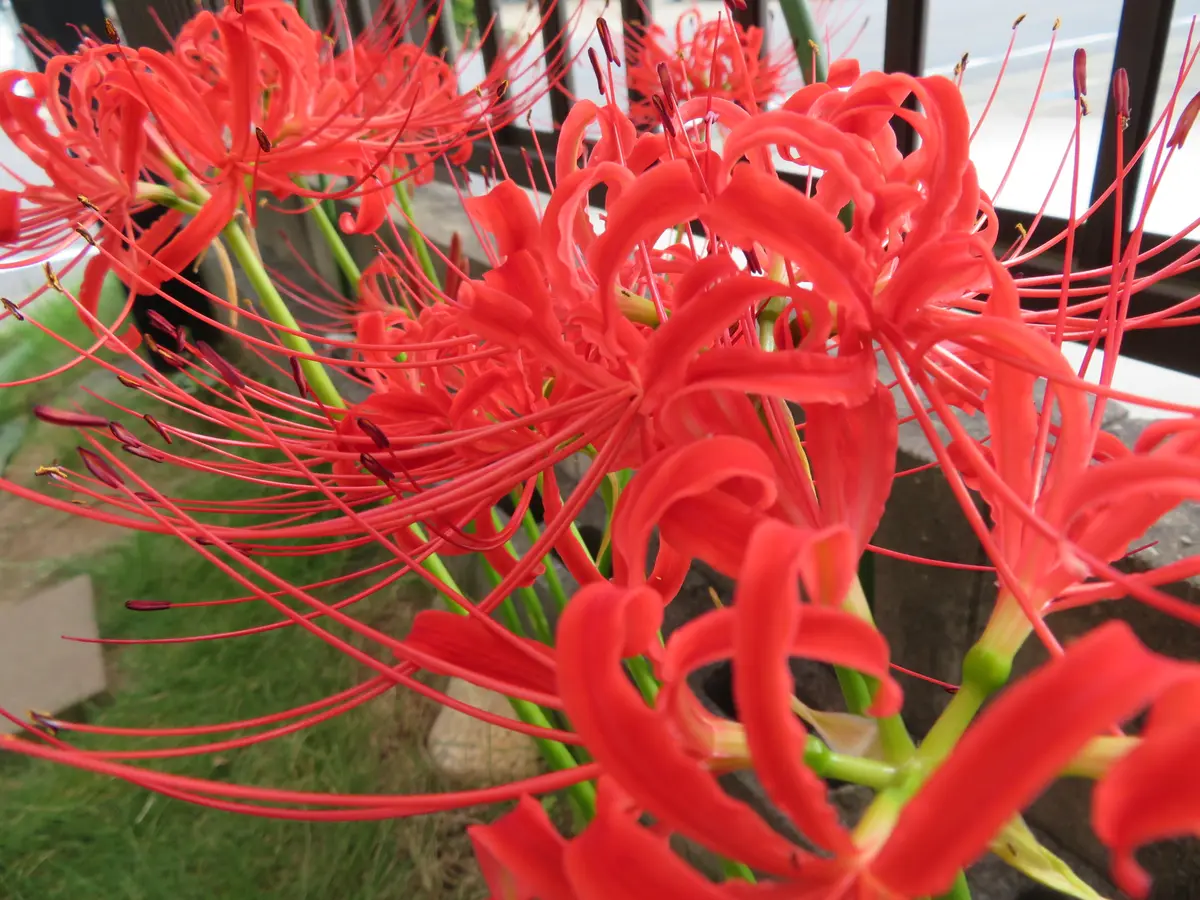 曼珠沙華｜園芸日記byらぶち｜みんなの趣味の園芸｜865450