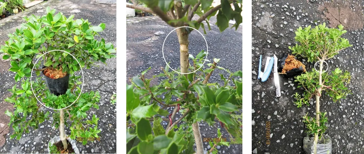 本日の作業【アマミヒイラギ】の取木です。｜園芸日記bymeika