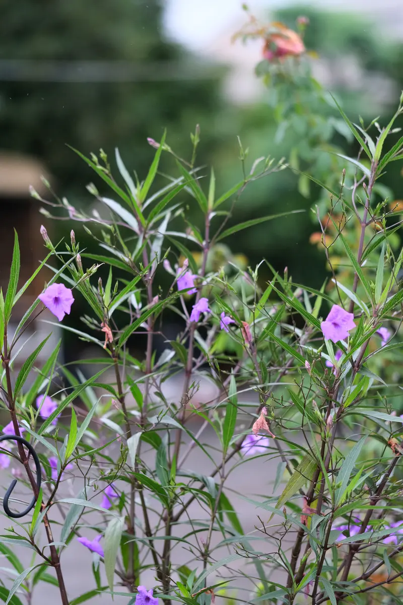 紫宝華｜園芸日記byるーたん｜みんなの趣味の園芸｜865777