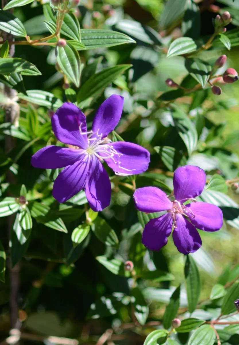 クレマチス マダム•バロン•バイロード 2年生苗 正規品ラベル付き