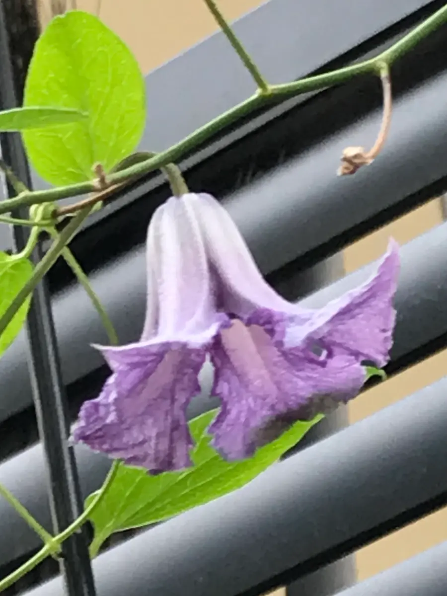 クレマチス'ベティ・コーニング'｜園芸日記bykeichangarden｜みんなの