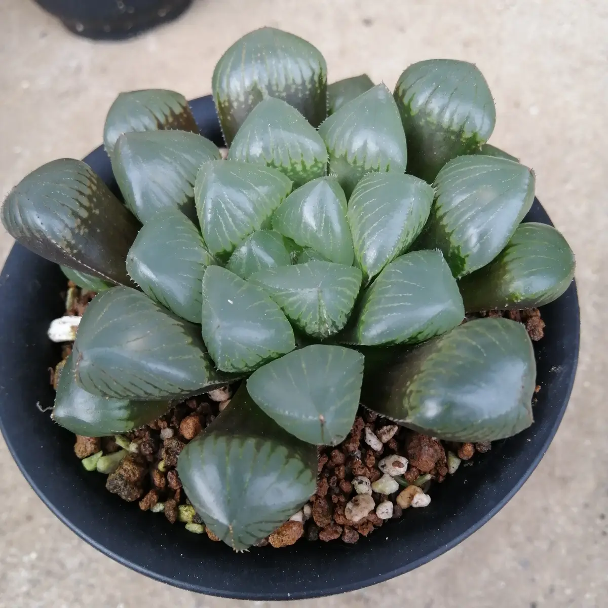 ハオルチア『糯オブツーサ』｜園芸日記byリラリラさん｜みんなの趣味の