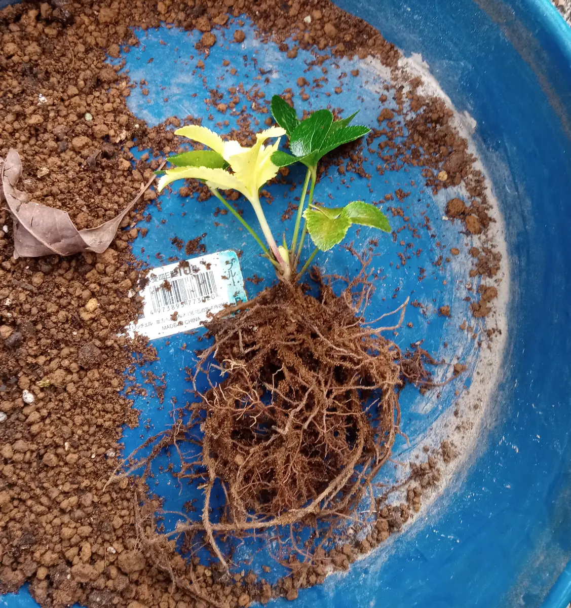 クリスマスローズ三年苗の植え替え｜園芸日記byHanaHana39｜みんなの