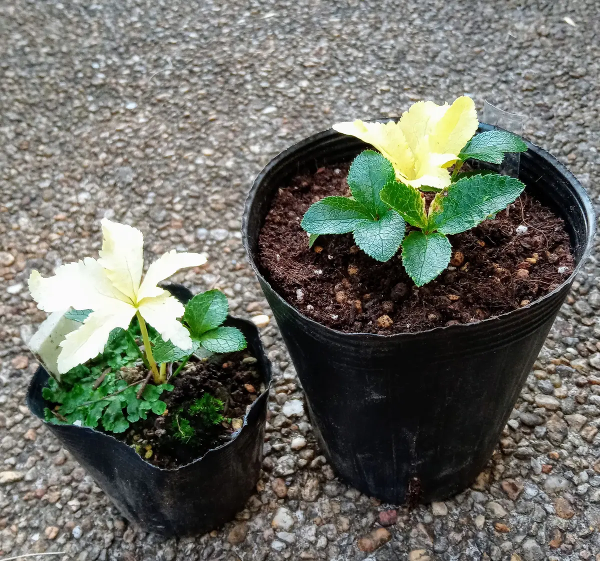 クリスマスローズ三年苗の植え替え|園芸日記byHanaHana39 クリスマスローズ三年苗の植え替え|園芸日記byHanaHana39