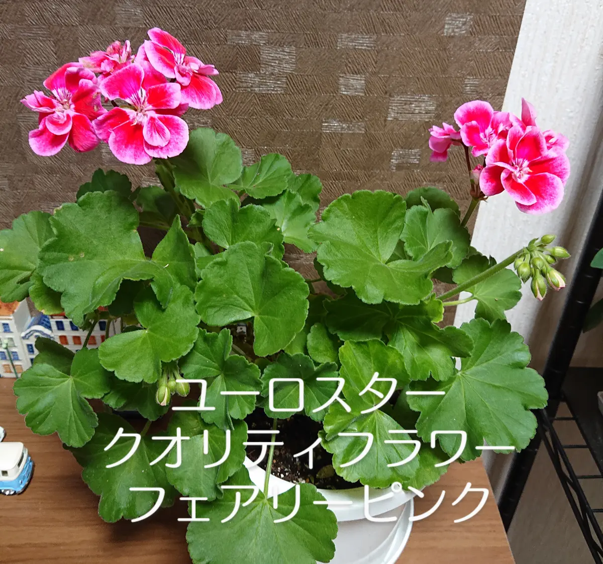 ゼラニウム🌺｜園芸日記byはたけのかかし｜みんなの趣味の園芸｜868566