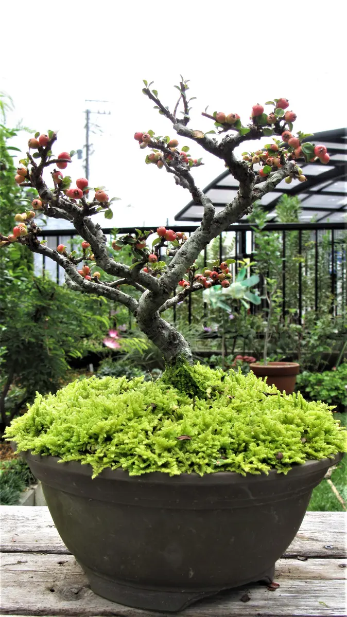 実の生る盆栽-紅紫檀(ベニシタン)｜園芸日記byshinji70｜みんなの趣味