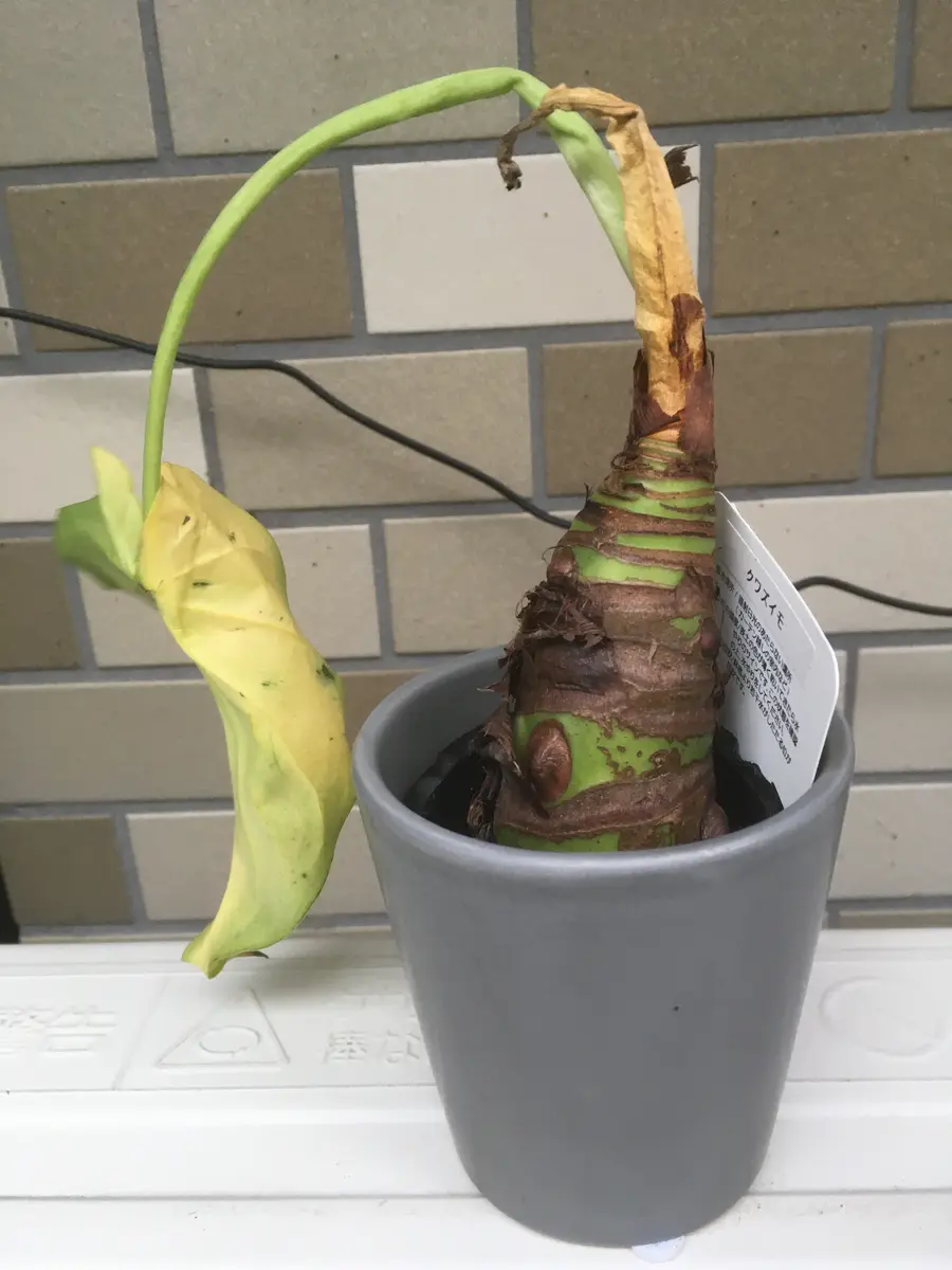 クワズイモ｜園芸日記byPLANTS｜みんなの趣味の園芸｜869321
