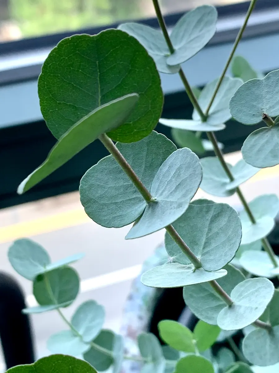ユーカリも参入🐨｜園芸日記bymo'mo｜みんなの趣味の園芸｜870501