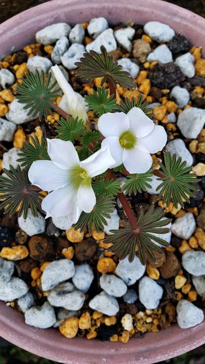 抜き苗　オキザリス　孔雀の舞 孔雀の舞♡オキザリス♡観葉植物♡多肉植物♡ アートフラワー パリ