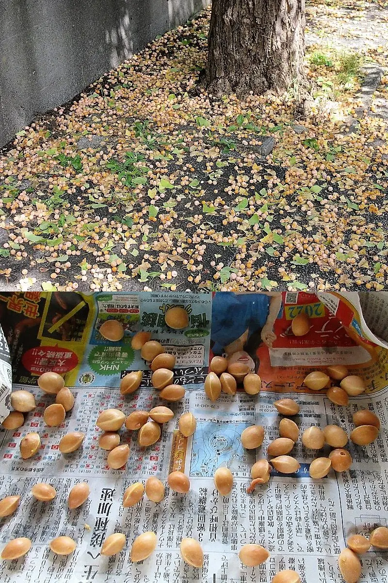 銀杏拾い|園芸日記byレプト|みんなの趣味の園芸|871109 銀杏拾い|園芸日記byレプト|みんなの趣味の園芸|871109