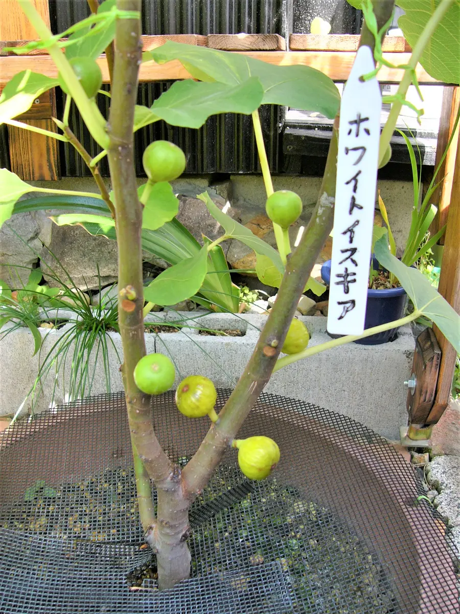 イチジク（36）： ホワイトイスキア＜19＞｜園芸日記by団塊おやじ
