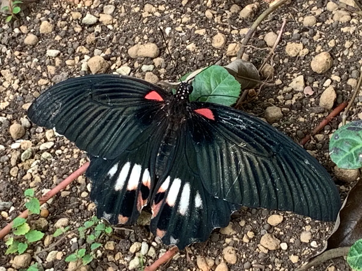 クロアゲハが〜🦋｜園芸日記byもっとん｜みんなの趣味の園芸｜873331