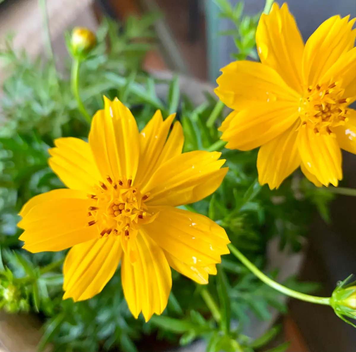 ビオラは買わずコスモスを…｜園芸日記bymo 