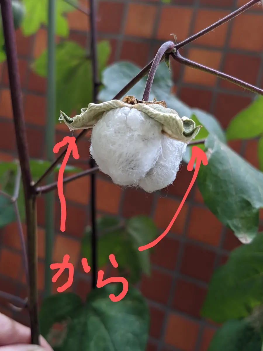洋綿　和綿 和綿と洋綿の大きさの違い｜園芸日記byとまトマトん｜みんなの趣味の