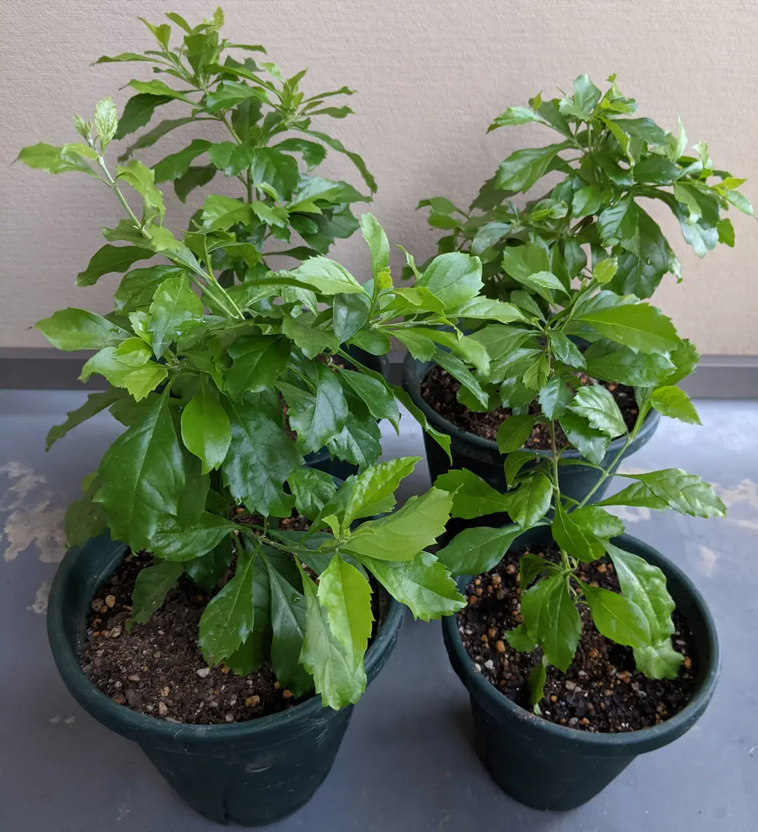 デュランタ挿し木苗の植え替え｜園芸日記byゴマカピ｜みんなの趣味の