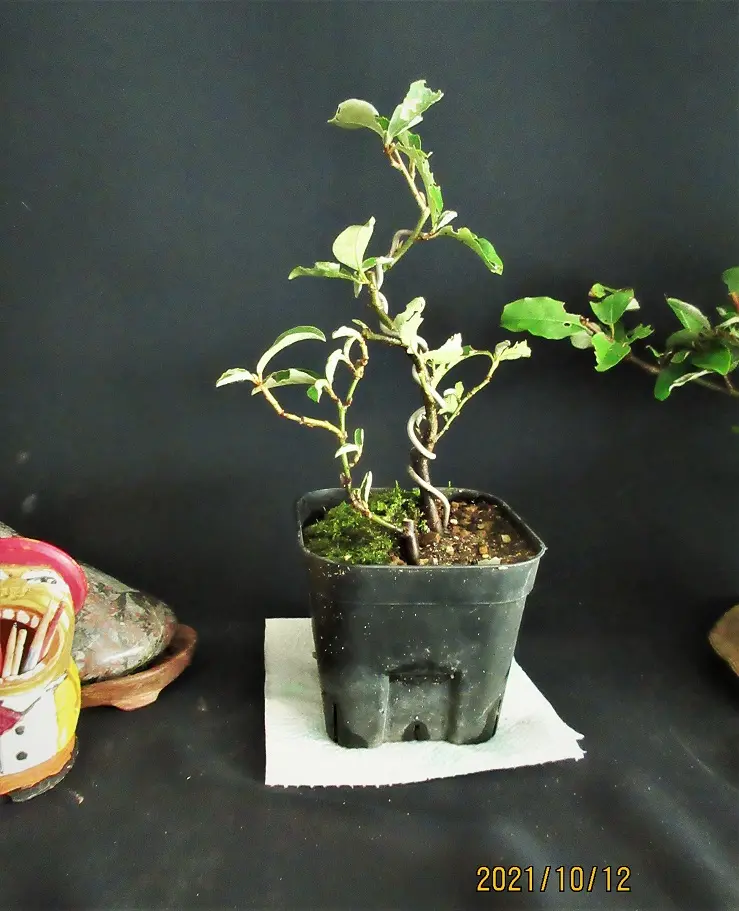 寒グミ　足元太いです。 寒グミ 球体鉢(受皿付) 【盆栽 3.5号／1個売り】｜ 【植物の