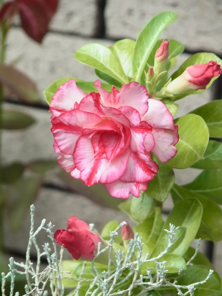 バラのような花とバラ｜園芸日記byuesugi｜みんなの趣味の園芸
