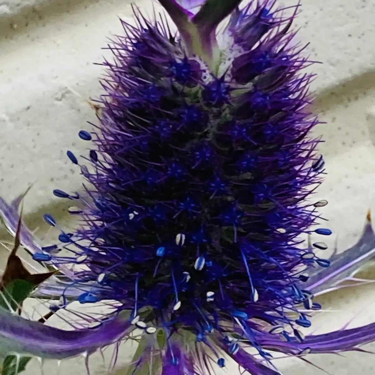 ブルーグリンの薔薇とエリンジウムのジェイドリボンコーム E6:K18 Head Eagle Nadja｜Horizon Blue Jewelry – ホリゾンブルー