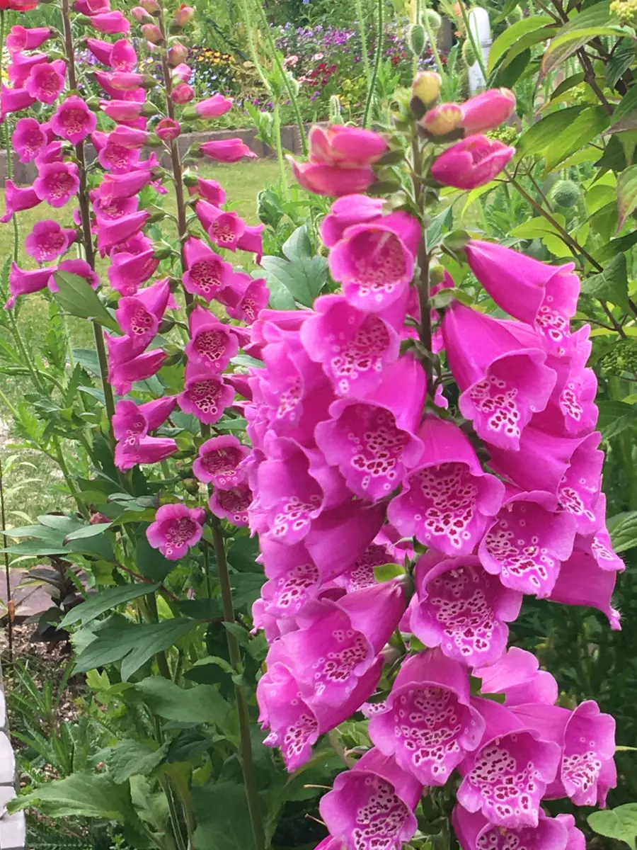毒花 1010afbc673a0ddbce6167340f5763