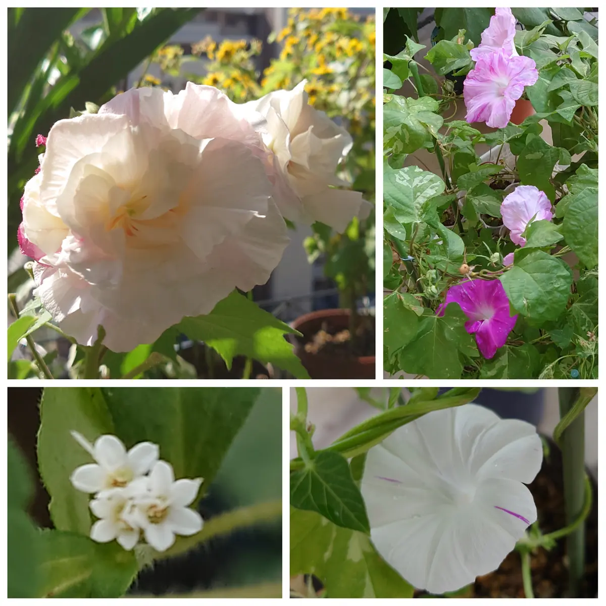 「ケサランパサラン日記」西君江著（草風社） ケサランパサラン日記」西君江著（草風社）