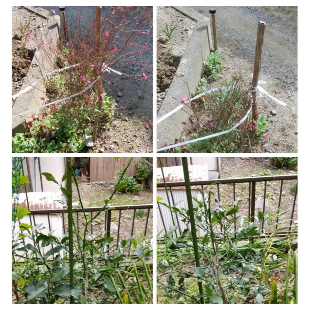 小さな膨らみ グアバの種（水栽培）に小さな膨らみ！｜園芸日記byじゅんばあば｜みんなの趣味の園芸｜876477