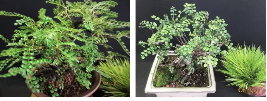 天皇梅（磯山椒）の剪定 バラ科テンノウウメ属｜園芸日記bymeika