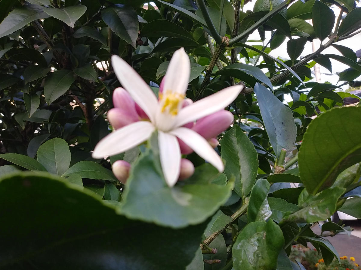 ライムの花と実！?｜園芸日記byたまゆら｜みんなの趣味の園芸｜876910