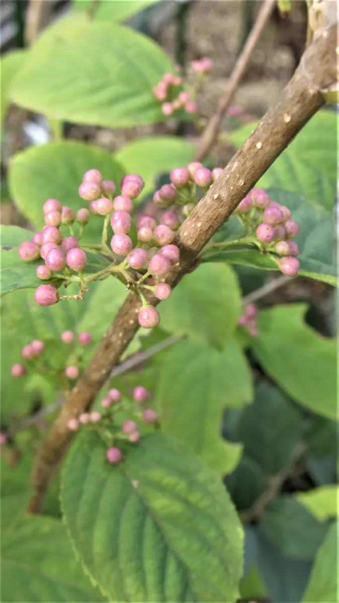 やっと色付き始めた藪紫(ヤブムラサキ)｜園芸日記byshinji70｜みんなの