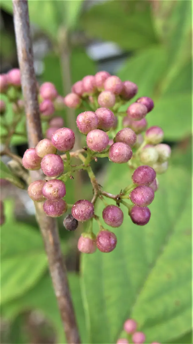 やっと色付き始めた藪紫(ヤブムラサキ)｜園芸日記byshinji70｜みんなの