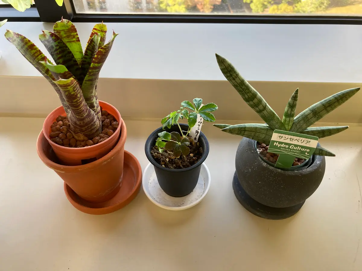 斑入り サンスベリア ボンセレンシス 子株付き 斑入り サンスベリア