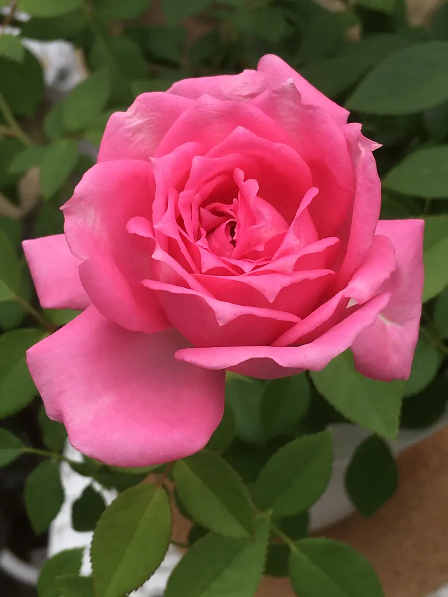 アンナモリナーリ　ピンク薔薇　44 アンナモリナーリピンク薔薇44