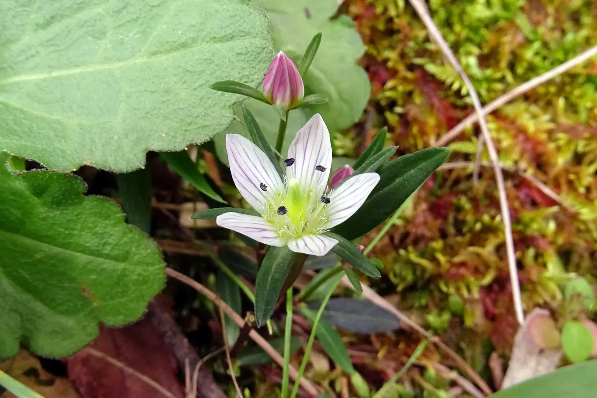 一足早いセンブリに出会う