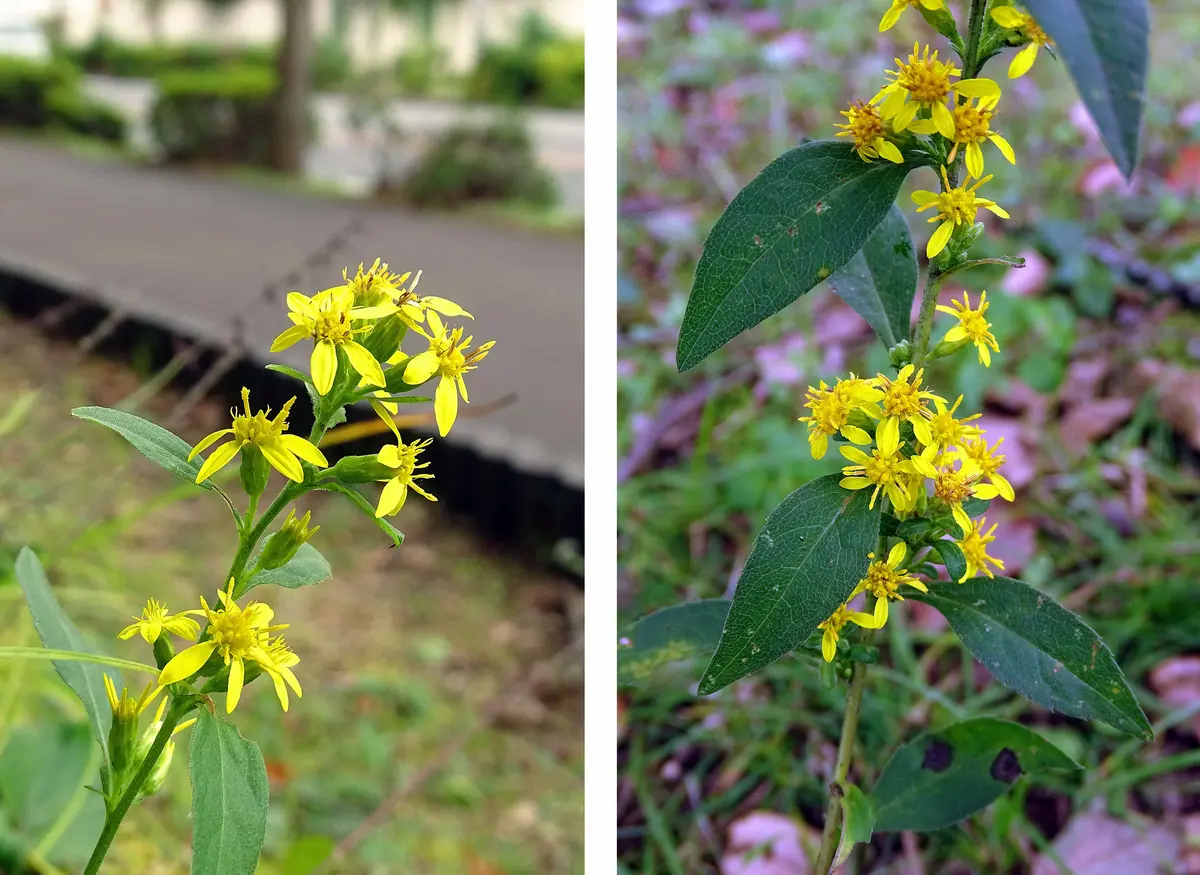 一足早いセンブリに出会う