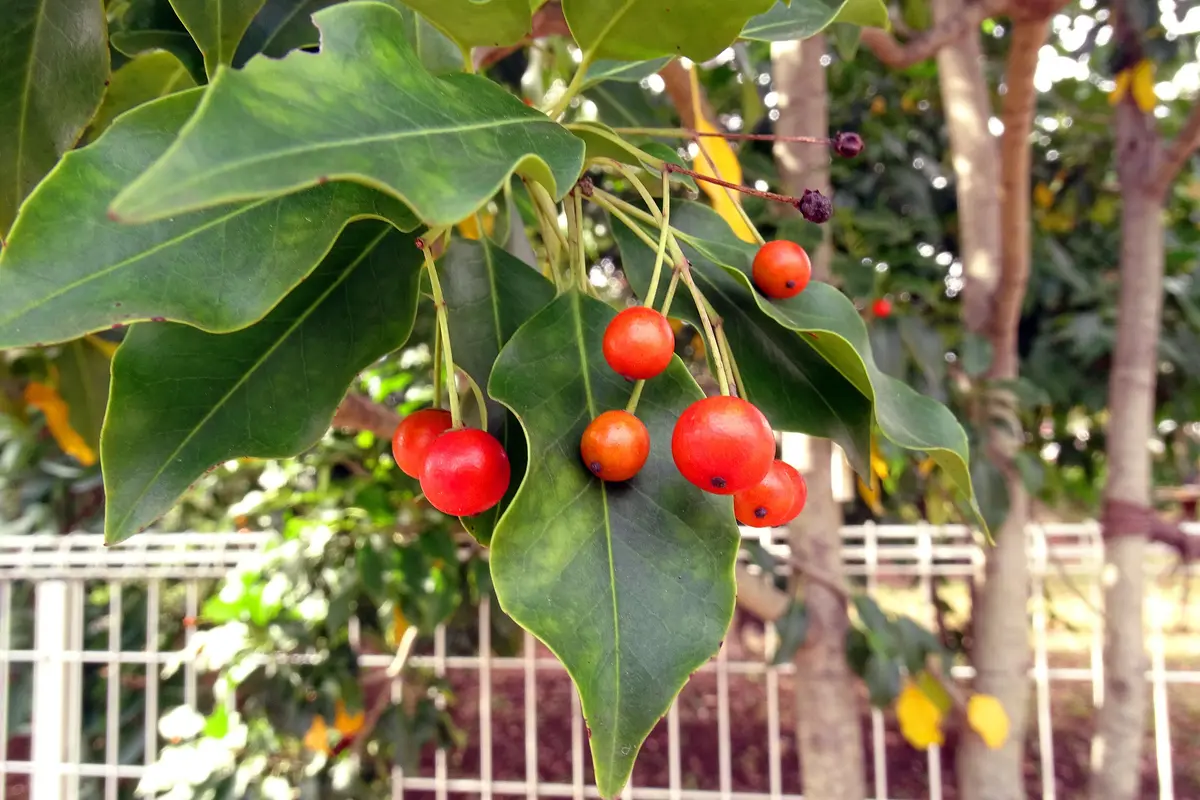 一足早いセンブリに出会う