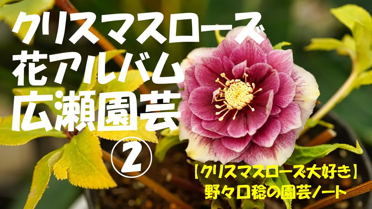 YouTube【花アルバム・広瀬園芸②】｜園芸日記by野々口稔｜みんなの