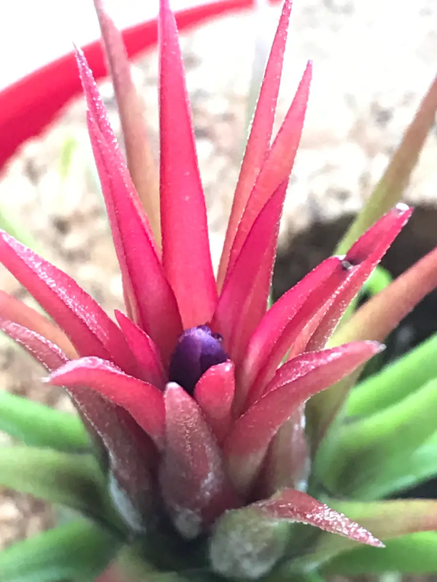 まぁ様確認用】イオナンタ ストリクタ