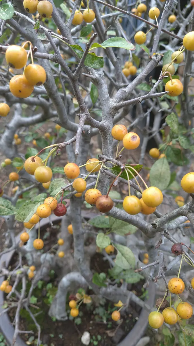 ズミ(バラ科リンゴ属🍏🍎)の実｜園芸日記byドブたぬきの部屋｜みんなの趣味の園芸｜880997