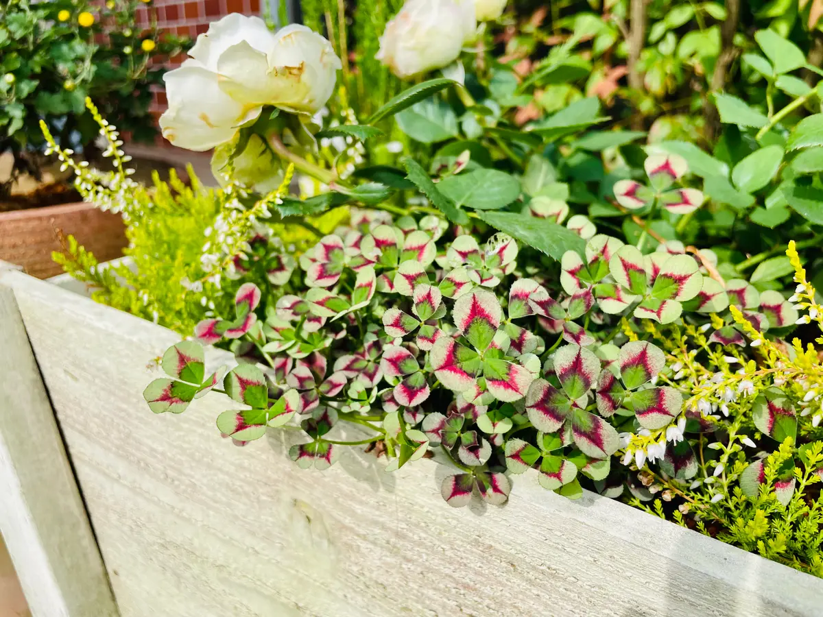 驚き(！？)の三つ葉のクローバー｜園芸日記byYuccaBoulevard｜みんなの