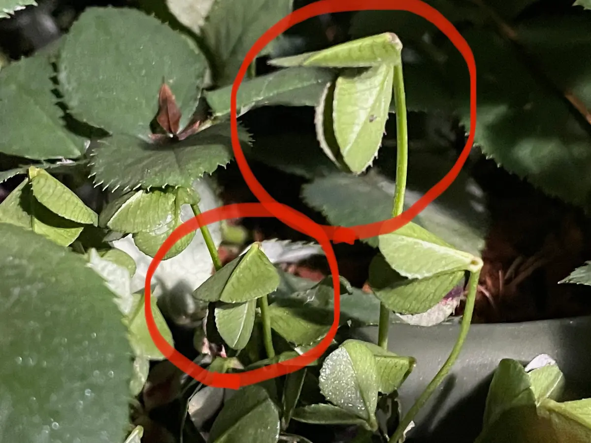 三つ葉のクローバー 三つ葉のクローバーの花言葉は？その意味合いは葉の枚数によって違うの