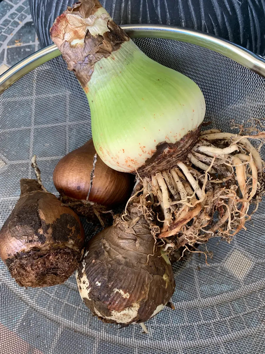 アマリリスの球根を掘り上げました。｜園芸日記bymo'mo｜みんなの趣味