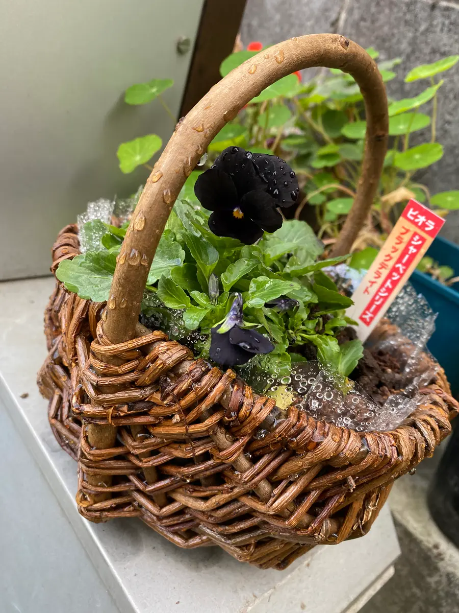 ふわふわに寄せました】天然かごの多肉寄せ植え 【公式通販】