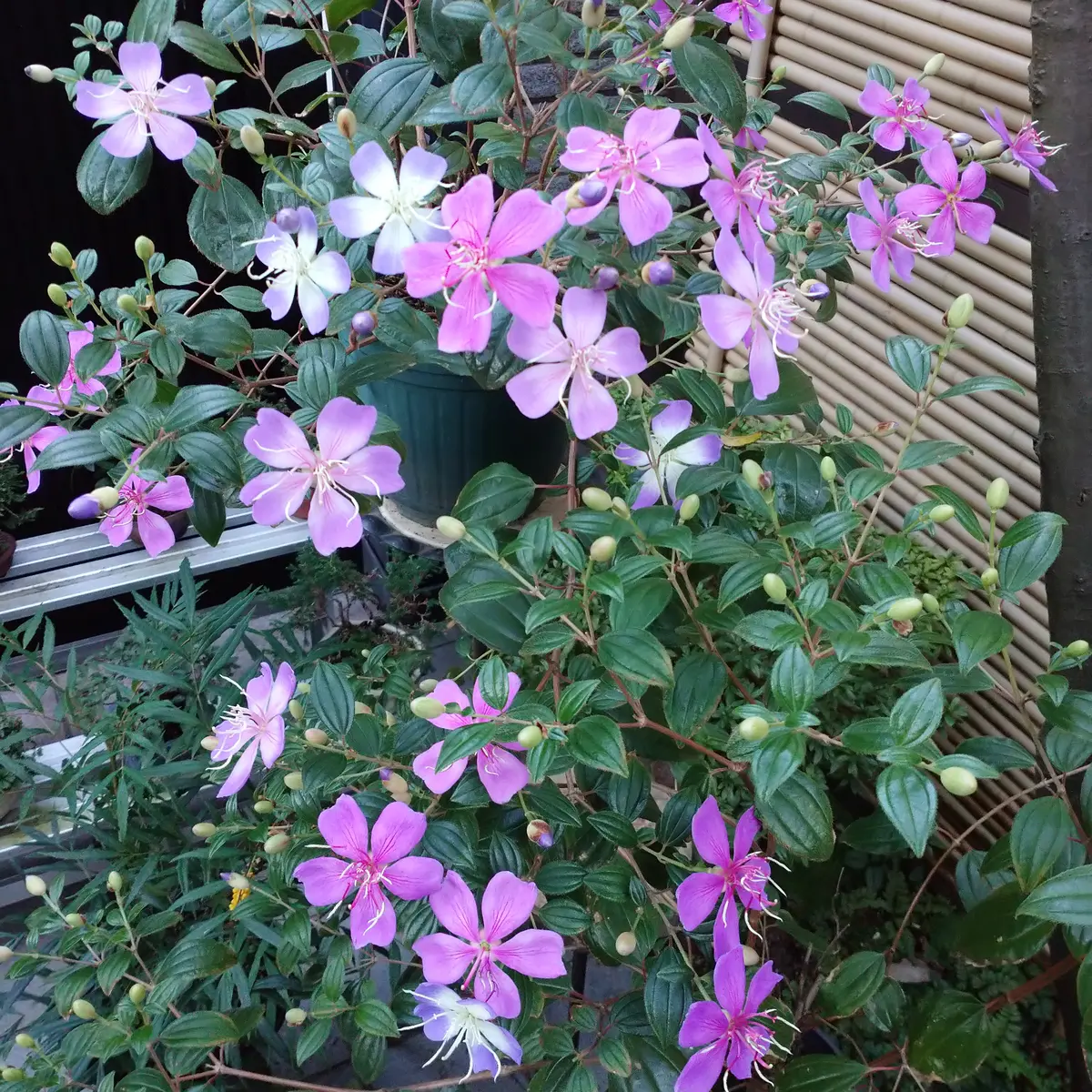 リトルエンジェル ノボタン(リトルエンジェル)｜園芸日記by長寿梅｜みんなの趣味の園芸｜883179