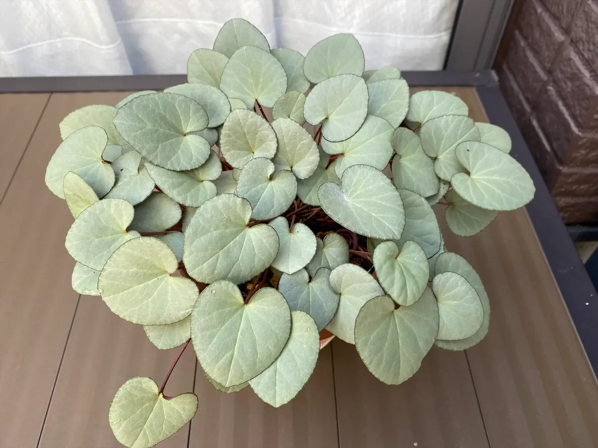 C.プルプラセンス｜園芸日記byマンダル｜みんなの趣味の園芸｜883214