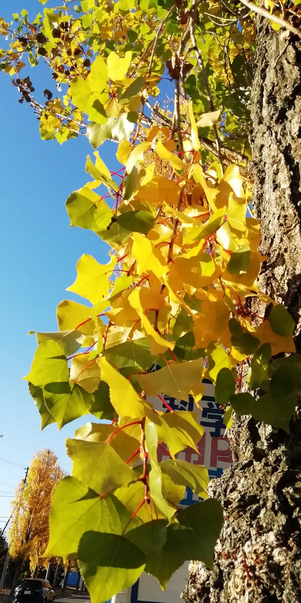 🍂ポプラ並木の紅葉🍂｜園芸日記byヒコーキ｜みんなの趣味の園芸