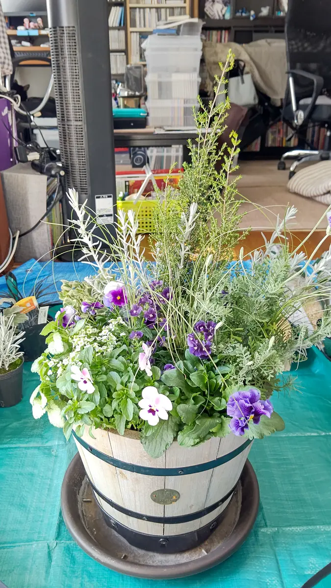 新規 冬用寄せ植え（青白Ver.）｜園芸日記byヘタノヨコスキー